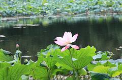 793-Hangzhou,17 luglio 2014
